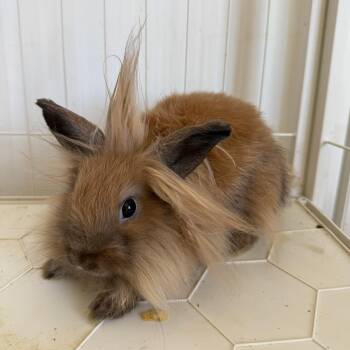 Rescue Lionhead Rabbits for Adoption in Los Angeles, California - Nala | PetCurious