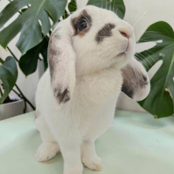 Peaches -  Lop Eared Rabbit Available for Adoption in Houston, Texas - Peaches | PetCurious
