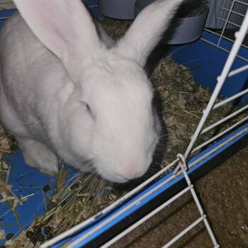 Marshmallow and Mooch -  American Rabbit for Adoption in Gig Harbor, Washington - Marshmallow And Mooch | PetCurious