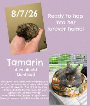 Tamarin -  Lionhead Rabbit for Adoption in Howell Township, New Jersey - Tamarin | PetCurious