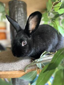 Bunny Rabbit Rabbits Available for Adoption in Westbrook, Maine - Dippy | PetCurious