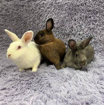 Bunny Rabbit Rabbits Available for Adoption in Montclair, California - Aspen & Dailynn & Toast | PetCurious
