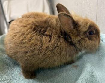 Sleepy -  Dwarf Rabbit for Adoption in Honolulu, Hawaii - Sleepy | PetCurious
