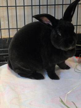 Rex Rabbits Available for Adoption in Roseville, California - Licorice | PetCurious