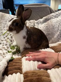 New Zealand Rabbits Available for Adoption in Saint Charles, Missouri - People Pleaser  | PetCurious