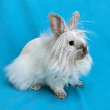 Rescue American and Lionhead Rabbits for Adoption in Antioch, California - Aurora | PetCurious