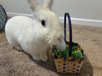 Florida White Rabbits Available for Adoption - Jake | PetCurious