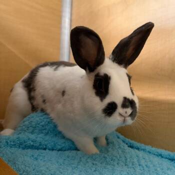 American Rabbits Available for Adoption in Chesapeake, Virginia - Sour Fruit | PetCurious