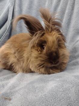 Lionhead Rabbits Available for Adoption - Bardot | PetCurious