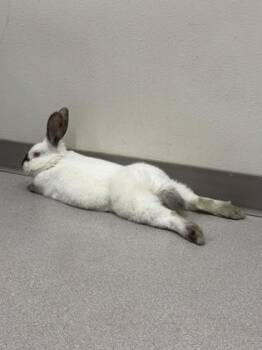 Sweet Potato -  Californian Rabbit for Adoption in Eugene, Oregon - Sweet Potato | PetCurious