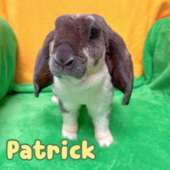 French Lop and Rex Rabbits Available for Adoption in Roseville, California - Patrick | PetCurious