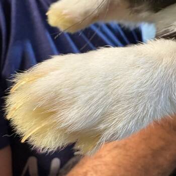 Spunky -  Dutch Rabbit Available for Adoption in Winston-salem, North Carolina - Spunky | PetCurious