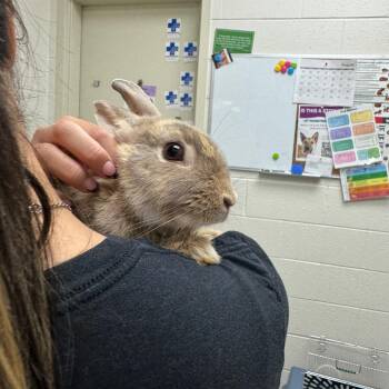 Honey -  Bunny Rabbit Rabbit for Adoption in Murray, Utah - Honey | PetCurious