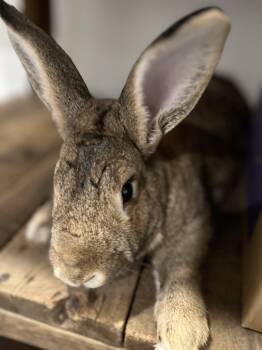 Rescue Bunny Rabbit Rabbits for Adoption in Columbia, Maryland - Bun* | PetCurious