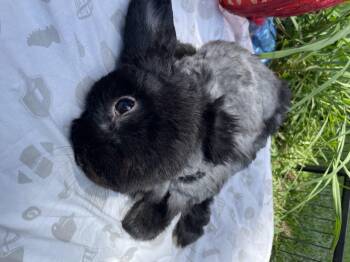 Rescue Holland Lop Rabbits for Adoption in Oxford, Georgia - Zuko | PetCurious