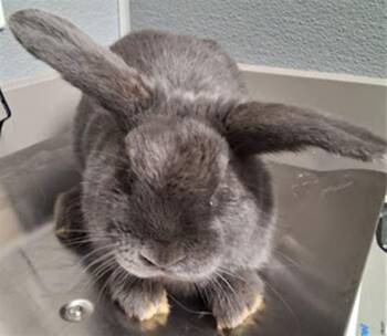 Bunny Rabbit Rabbits Available for Adoption - FELIPE | PetCurious