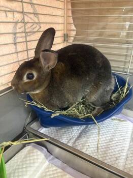 FLOSSY -  Rex Rabbit for Adoption in Clyde, North Carolina - FLOSSY | PetCurious