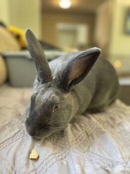 Rescue Flemish Giant Rabbits for Adoption in Birmingham, Alabama - Shannon | PetCurious