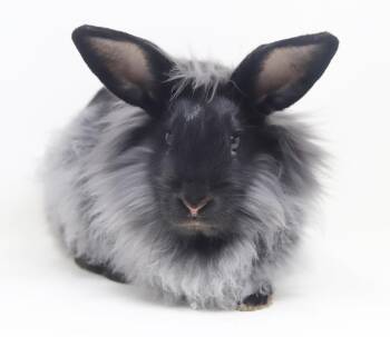 Lionhead Rabbits Available for Adoption in Bedford Hills, New York - Rutabaga! Baby Bunny Super Model! WOW She
