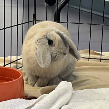 Rescue Lop Eared Rabbits for Adoption - Lil Flip | PetCurious
