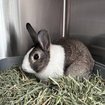 ERP -  Dutch Rabbit for Adoption in Oak Park, Illinois - ERP | PetCurious