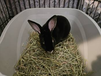 Rescue Rex Rabbits for Adoption in Deltona, Florida - Stormy | PetCurious