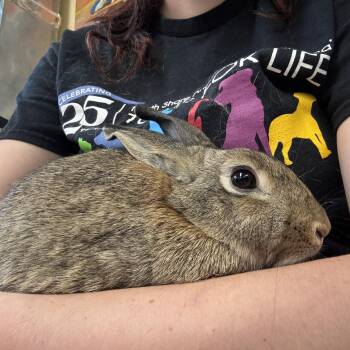 Rescue American Rabbits for Adoption in Reisterstown, Maryland - Seafoam | PetCurious
