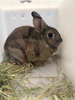 Muscade -  Bunny Rabbit Rabbit for Adoption in Montreal, Quebec - Muscade | PetCurious