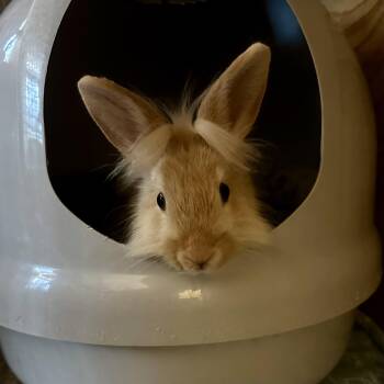 Lionhead Rabbits Available for Adoption - Whimsy | PetCurious