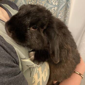 Bean -  Holland Lop Rabbit for Adoption in Omaha, Nebraska - Bean | PetCurious