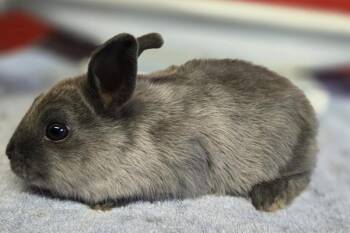 Astarion -  American Rabbit for Adoption in Salinas, California - Astarion | PetCurious