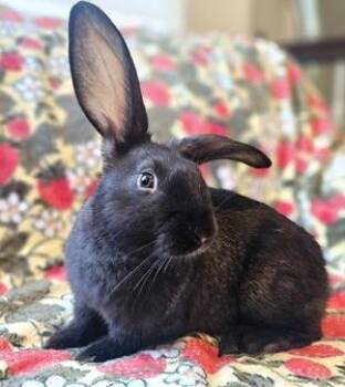 Big Al -  American Rabbit for Adoption in Folsom, California - Big Al | PetCurious