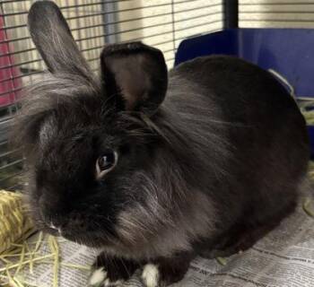 Nova -  Lionhead and English Lop Rabbit for Adoption in New Hope, Pennsylvania - Nova | PetCurious