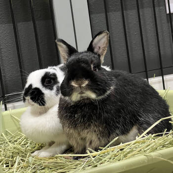 Rescue Dwarf Rabbits for Adoption in Houston, Texas - Papa Coco And Mama Cow | PetCurious
