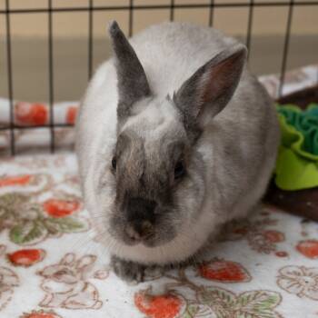 Rescue American Sable Rabbits for Adoption in Richmond, California - Kari Hall | PetCurious
