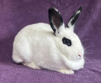 Denise -  Hotot Rabbit for Adoption in Salinas, California - Denise | PetCurious