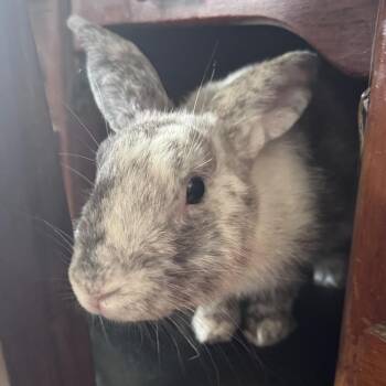 Rolo -  Harlequin Rabbit for Adoption in Westford, Massachusetts - Rolo | PetCurious