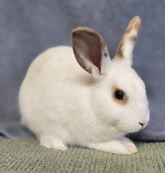 Lois -  Rex Rabbit for Adoption in Salinas, California - Lois | PetCurious