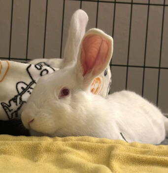 Rescue New Zealand Rabbits for Adoption in Oakland, California - Whimbrel | PetCurious