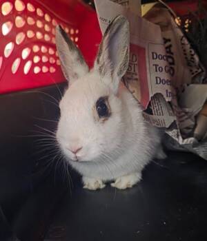 Avril -  English Spot Rabbit for Adoption in Crystal Lake, Illinois - Avril | PetCurious
