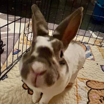 Rescue Bunny Rabbit and Rex Rabbits for Adoption in Madison, Wisconsin - Hopscotch | PetCurious