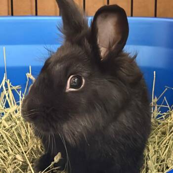Maddox -  Lionhead Rabbit for Adoption in Oshkosh, Wisconsin - Maddox | PetCurious