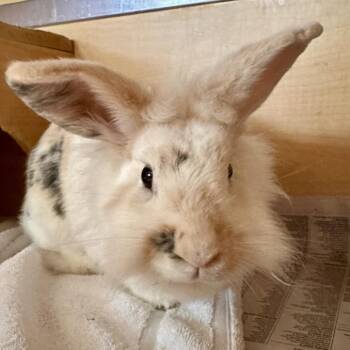 Poppy -  Lionhead Rabbit for Adoption in Chesapeake, Virginia - Poppy | PetCurious