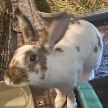 Pip -  Mini Rex Rabbit for Adoption in Foley, Alabama - Pip | PetCurious
