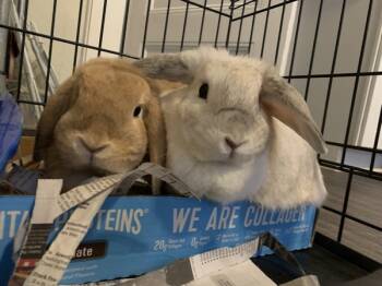 Rescue Holland Lop Rabbits for Adoption in Oakland, New Jersey - Willow | PetCurious