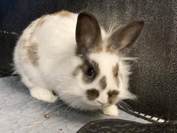 Bunny Rabbit Rabbits Available for Adoption in Tustin, California - MOON | PetCurious