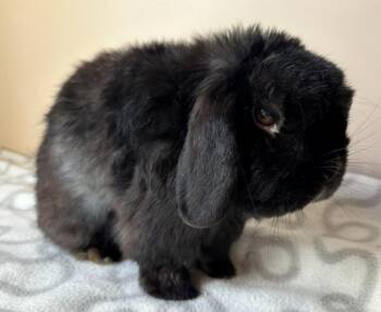 Abbott -  Holland Lop Rabbit for Adoption in Westford, Massachusetts - Abbott | PetCurious