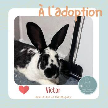 Victor -  American Rabbit for Adoption in Saint-Dominique, Quebec - Victor | PetCurious
