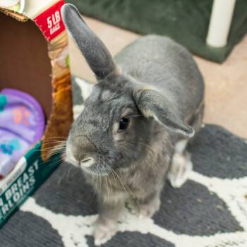 Rescue American Rabbits for Adoption in Middletown, Rhode Island - Ash | PetCurious