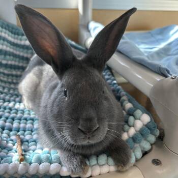 Sam Spade -  Bunny Rabbit Rabbit for Adoption in Eatontown, New Jersey - Sam Spade | PetCurious